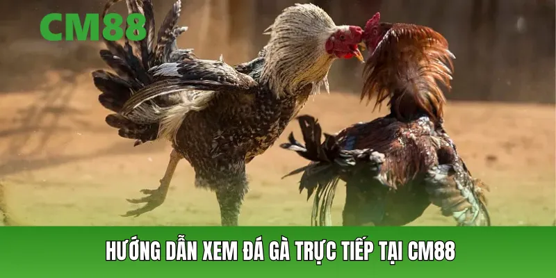 Hướng dẫn xem đá gà trực tiếp tại CM88